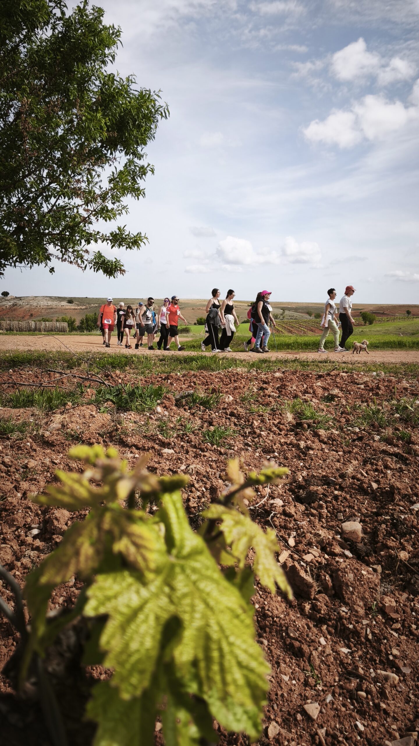 Una marcha solidaria por los viñedos de altura