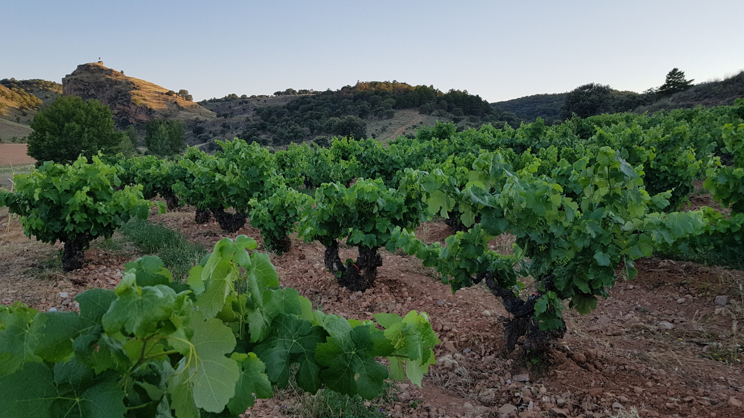 La Ribera del Duero, entre las denominaciones con mayor coste de producción de uva